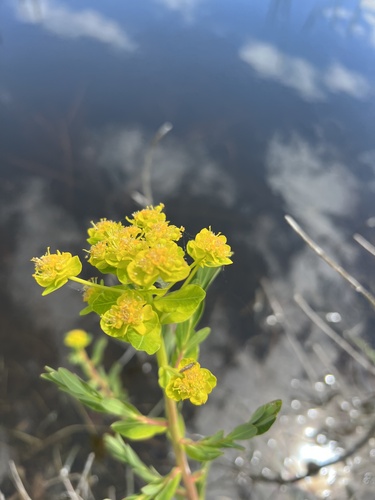 Euphorbia palustris (alternate view 5)