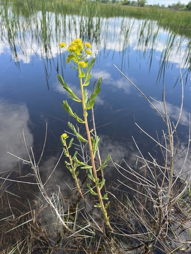 Euphorbia palustris (alternate view 4)