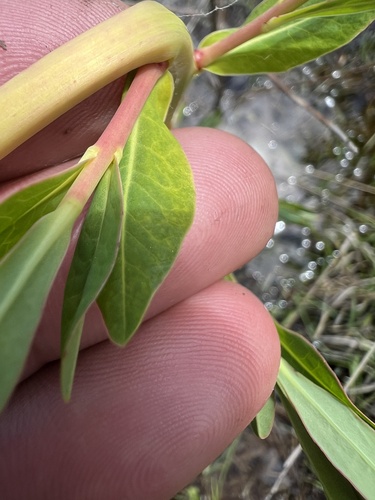 Euphorbia palustris (alternate view 7)