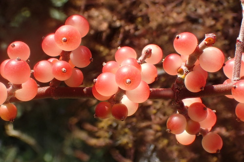 Phoradendron californicum (Mesquite Mistletoe)