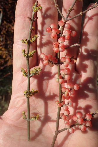 Phoradendron californicum (Mesquite Mistletoe) (alternate view 2)