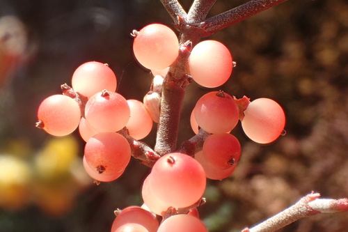 Phoradendron californicum (Mesquite Mistletoe) (alternate view 3)
