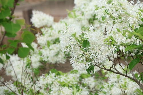 Chionanthus retusus (Chinese Fringetree) (alternate view 3)