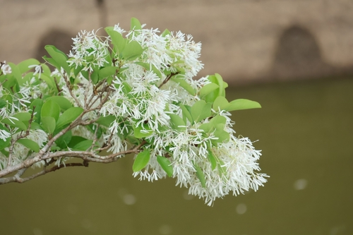 Chionanthus retusus (Chinese Fringetree) (alternate view 4)