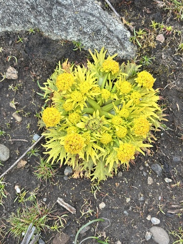 Sanicula (sanicles) (alternate view 3)