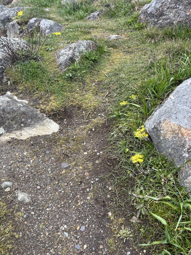 Sanicula (sanicles) (alternate view 5)