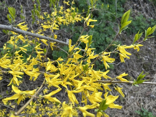 Forsythia x intermedia (hybrid forsythia) (alternate view 3)
