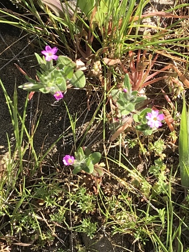 Microsteris gracilis (slender phlox) (alternate view 2)