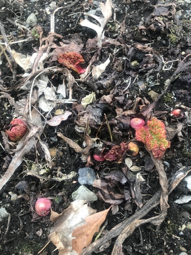 Rheum rhabarbarum (Rhubarb)