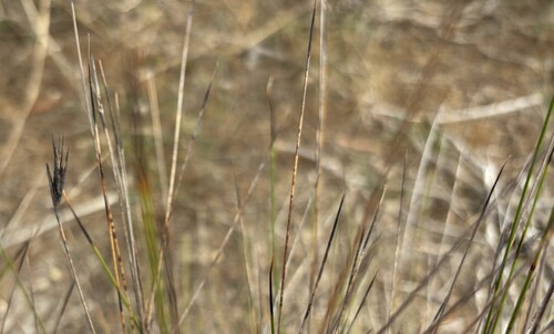 Lepidosperma carphoides (black rapier-sedge) (alternate view 3)