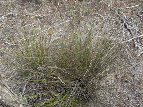Lepidosperma carphoides (black rapier-sedge) (alternate view 4)