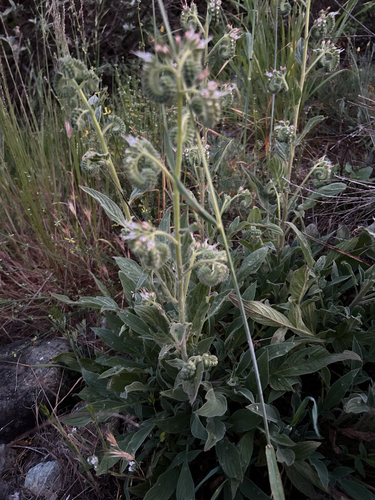 Phacelia imbricata (Mountain Phacelia) (alternate view 8)