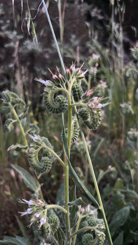 Phacelia imbricata (Mountain Phacelia) (alternate view 4)