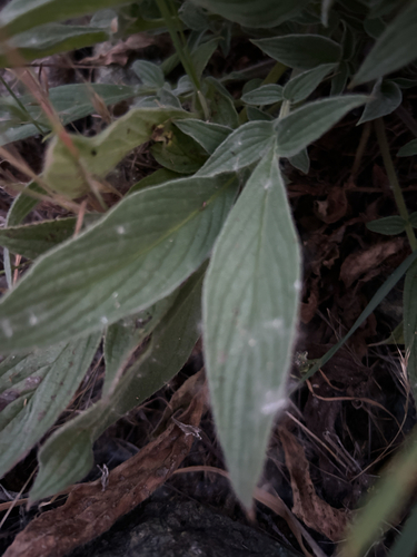 Phacelia imbricata (Mountain Phacelia) (alternate view 7)
