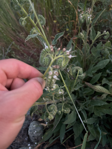 Phacelia imbricata (Mountain Phacelia) (alternate view 5)