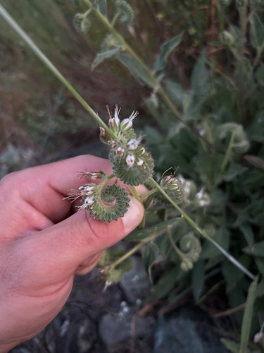 Phacelia imbricata (Mountain Phacelia) (alternate view 6)