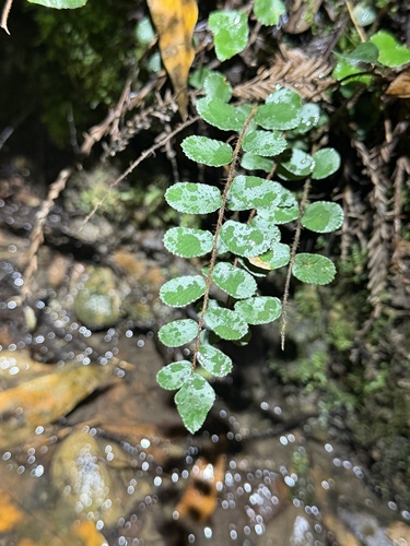 Pellaea rotundifolia (Button Fern)