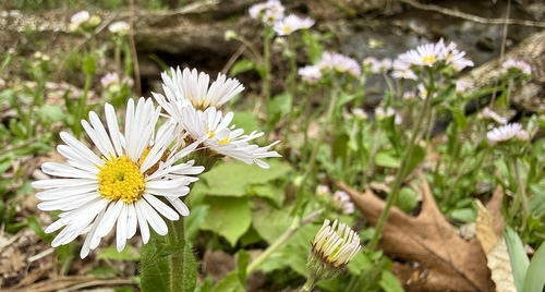 Erigeron pulchellus (robin's-plantain) (alternate view 5)
