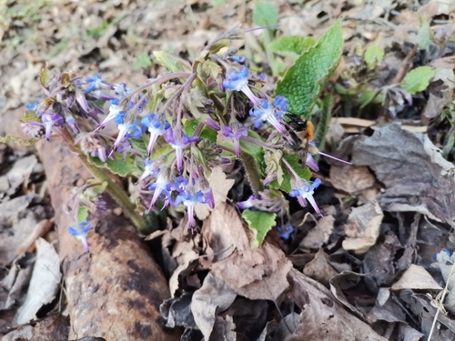 Trachystemon orientalis (giant borage) (alternate view 2)