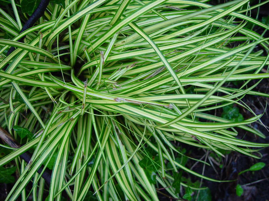 Carex oshimensis, Japanese sedge — clumping evergreen (Cyperaceae) (image 3 of 10)