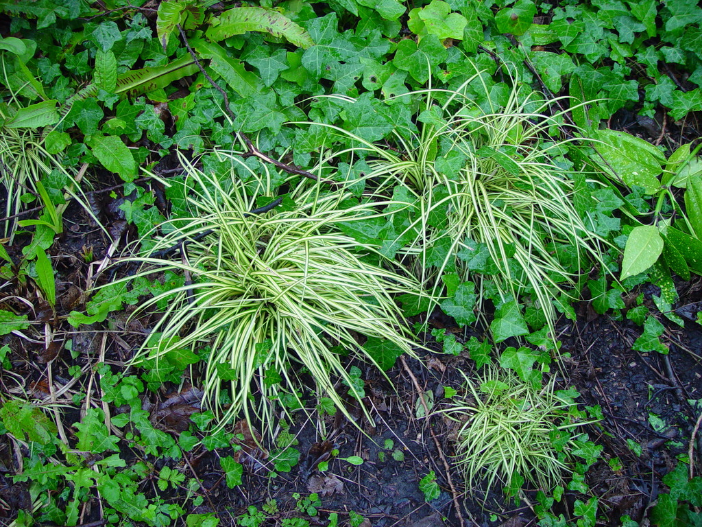 Carex oshimensis, Japanese sedge — clumping evergreen (Cyperaceae) (image 4 of 10)