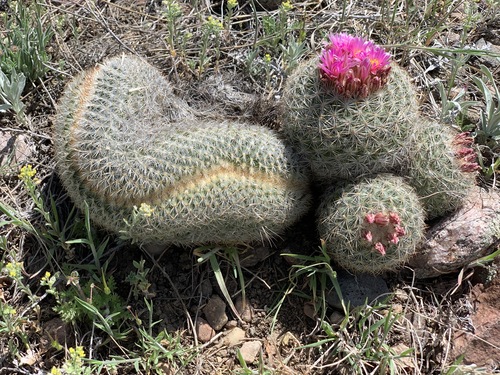 Pediocactus simpsonii (Mountain Ball Cactus)