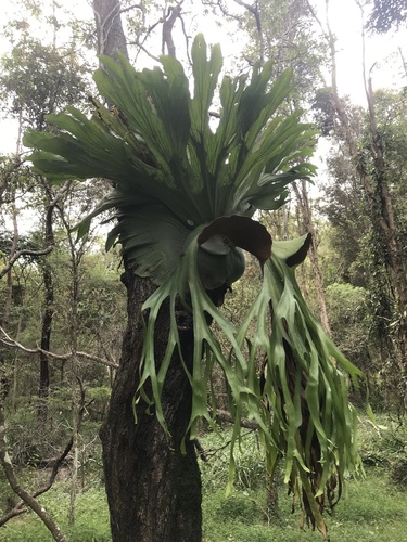 Platycerium superbum (Stag Horn Fern) (alternate view 3)