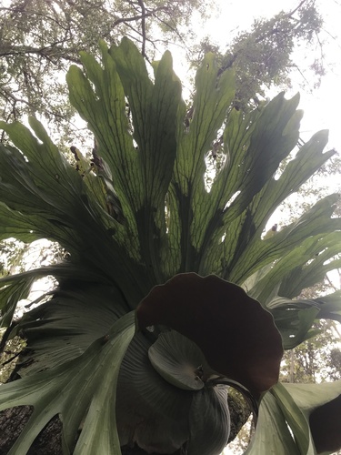 Platycerium superbum (Stag Horn Fern) (alternate view 4)