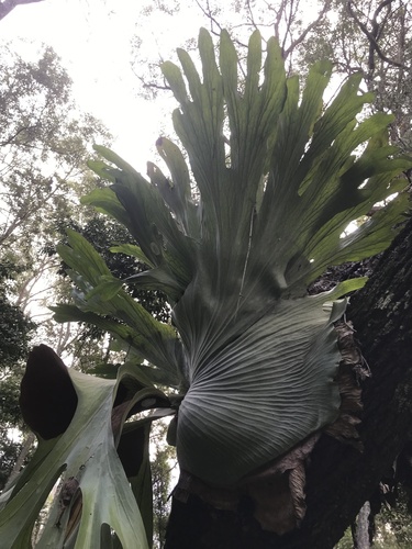 Platycerium superbum (Stag Horn Fern) (alternate view 5)