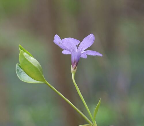 Vinca minor (common periwinkle) (alternate view 5)