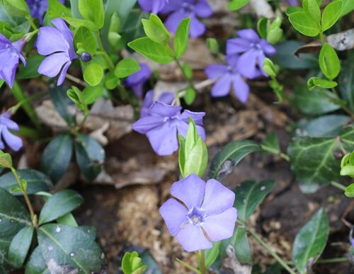 Vinca minor (common periwinkle) (alternate view 6)