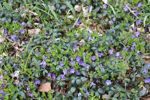 Vinca minor (common periwinkle) (alternate view 7)