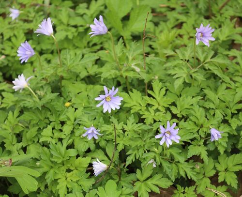 Anemonoides apennina (Blue Anemone)