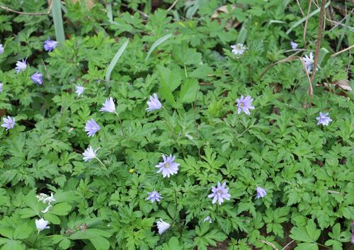 Anemonoides apennina (Blue Anemone)