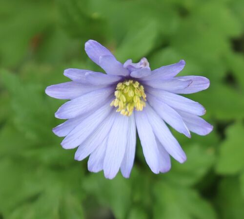 Anemonoides apennina (Blue Anemone)