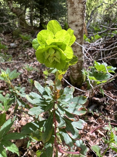 Euphorbia amygdaloides (wood spurge)