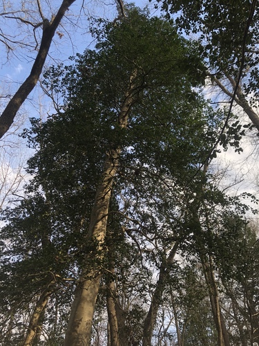 Ilex opaca (American Holly)