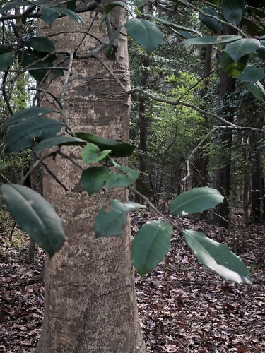 Ilex opaca (American Holly) (alternate view 2)