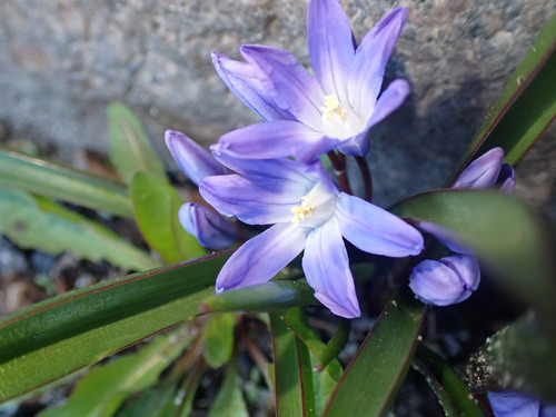 Scilla forbesii (Forbes' Glory-of-the-snow)