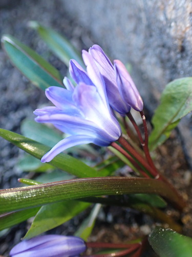 Scilla forbesii (Forbes' Glory-of-the-snow)