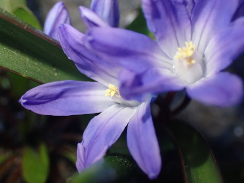 Scilla forbesii (Forbes' Glory-of-the-snow)