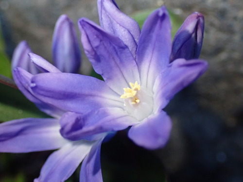 Scilla forbesii (Forbes' Glory-of-the-snow)