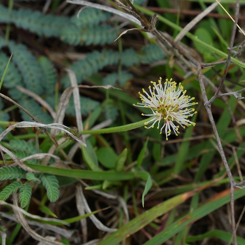 Desmanthus (bundleflowers) (alternate view 3)