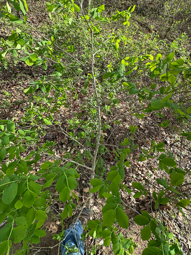 Dirca palustris (eastern leatherwood) (alternate view 9)