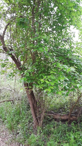 Viburnum rufidulum (Rusty Blackhaw) (alternate view 2)