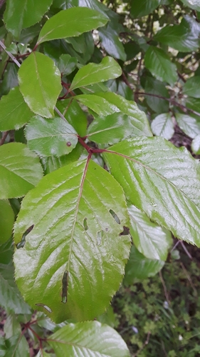 Viburnum rufidulum (Rusty Blackhaw) (alternate view 3)