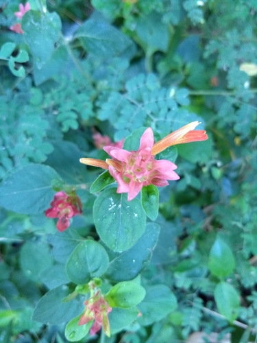 Justicia fulvicoma (Orange Shrimp Plant)