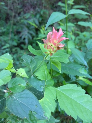 Justicia fulvicoma (Orange Shrimp Plant)