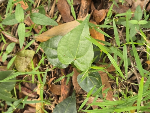 Sarcopetalum harveyanum (pearl vine)