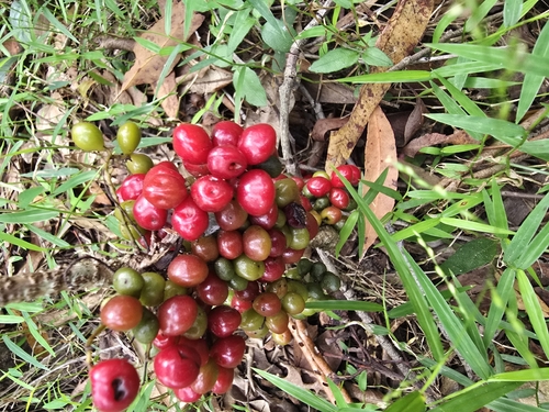 Sarcopetalum harveyanum (pearl vine) (alternate view 2)